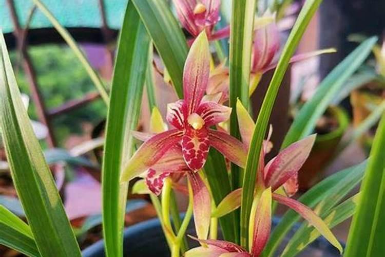 兰花用什么肥可以多开花,自制兰花肥料方法