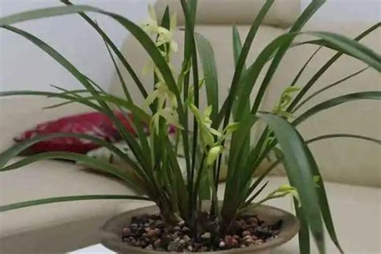 新手养兰花的正确方法