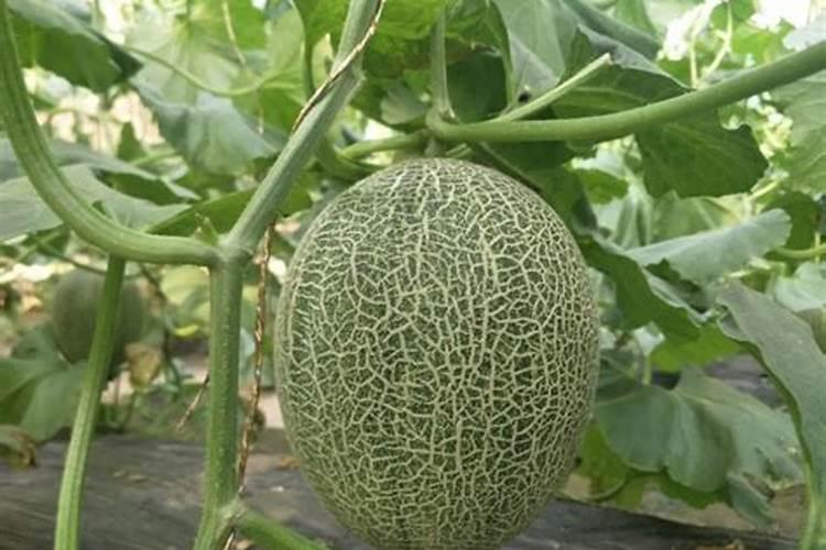 毛豆追肥追什么肥料好