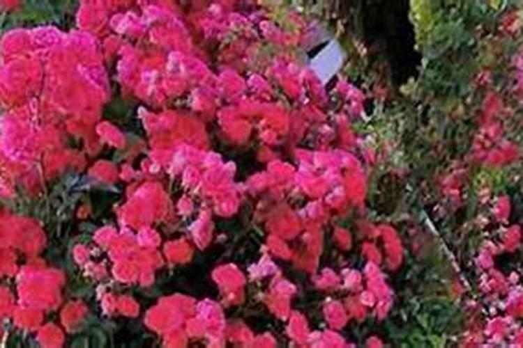 蔷薇叶子发黄怎么办