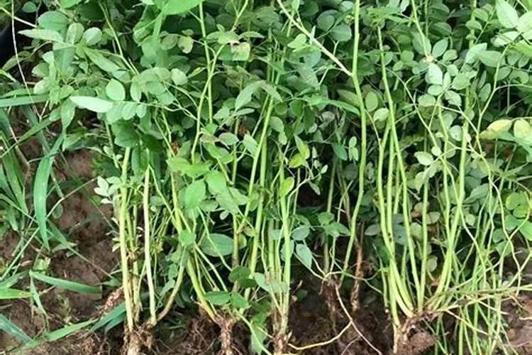 蔷薇花需要什么肥料