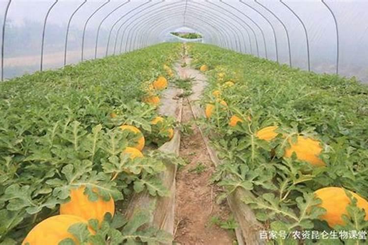 竹子光栽根部能不能活