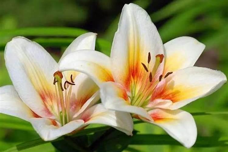百合花醒花的正确方法和技巧