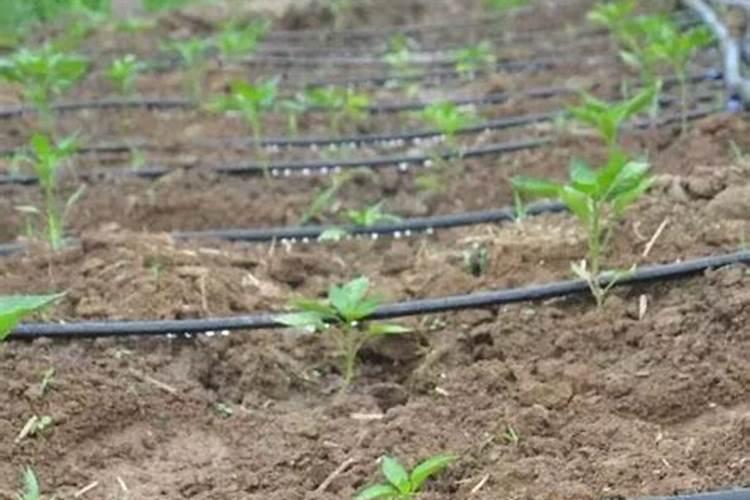 【农资超市】开农资店需要什么手续 农资超市经营范围