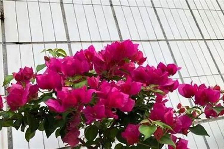 种植花生磷肥的正确方法