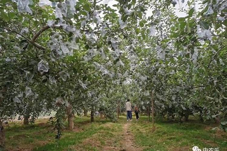 苹果套袋以后应该施什么肥料才能让苹果生长得更大？