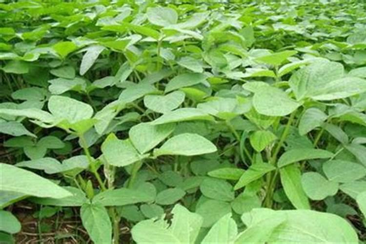 有机肥作夏大豆底肥的好处是什么？