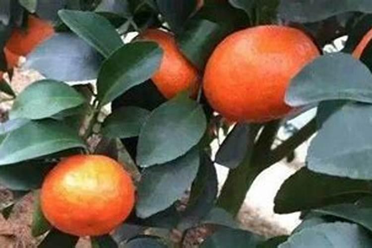 打瓜可以施磷酸二氢钾吗