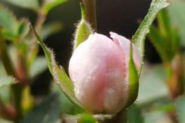 桃树叶面肥如何用磷酸二氢钾
