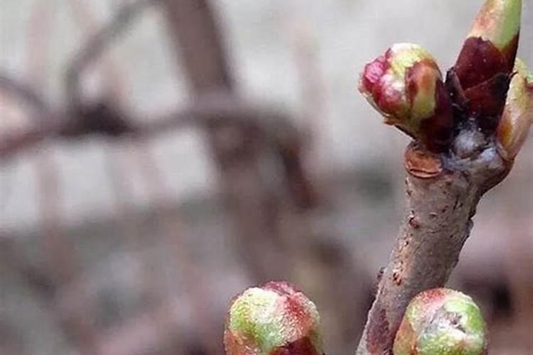 花芽分化用什么叶面肥