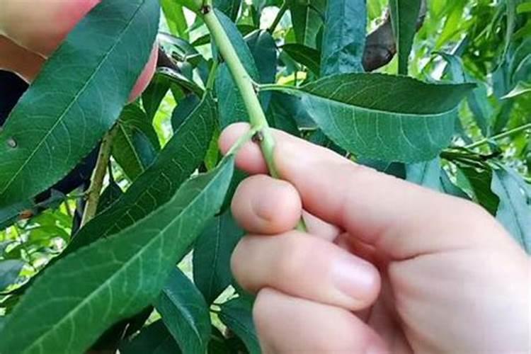 桃树能施化肥吗