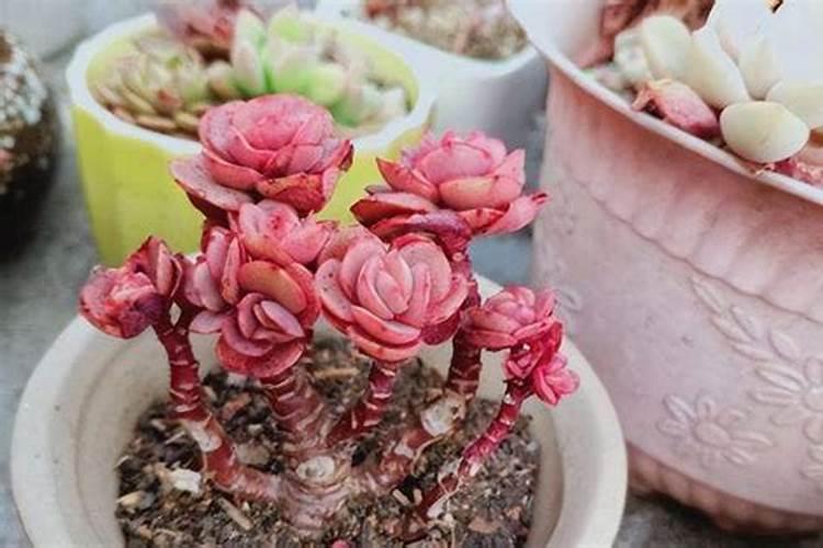 卡特兰种植后几天施肥