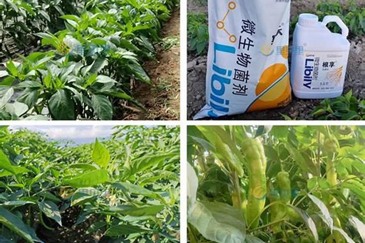 种植辣椒的专用肥料。要高产。用什么配比什么类的好