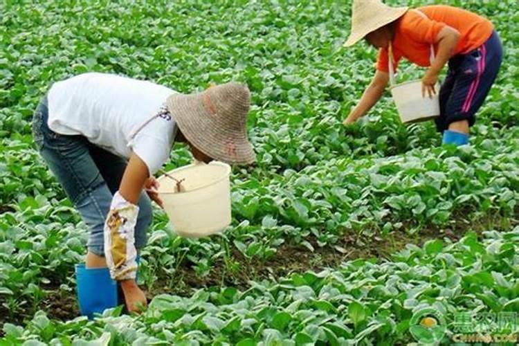 硫酸钾和氯化钾用在哪些农作物上