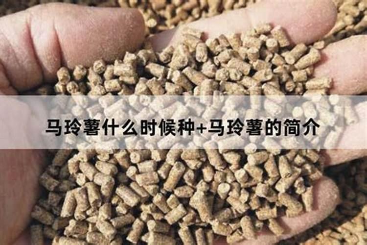 柑橘9月份施什么肥