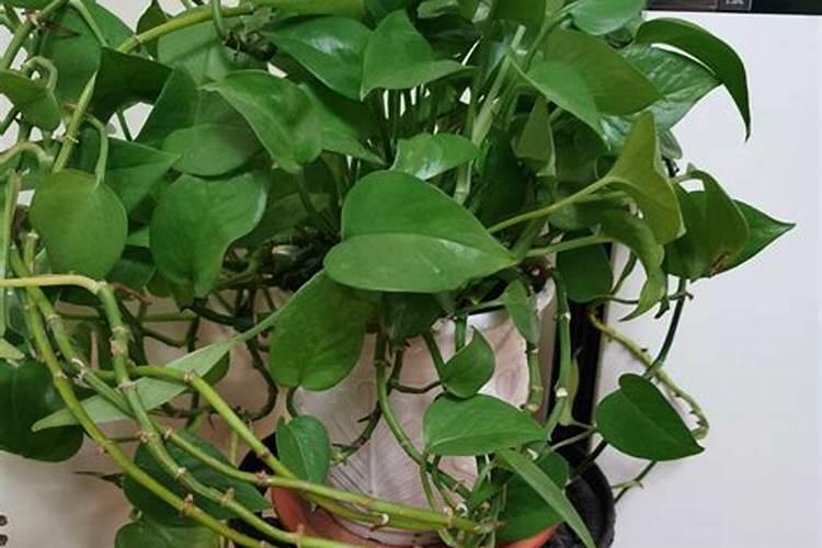 灭菌注射用水是什么