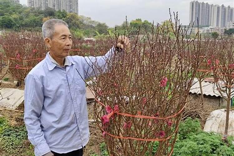 桃花什么时候施肥,桃花盆栽施肥方法