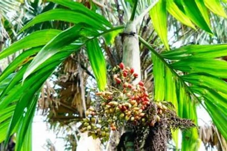 复合肥的主要成分是什么