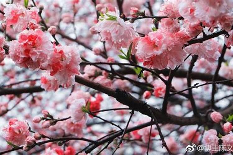 桃花怎么施肥