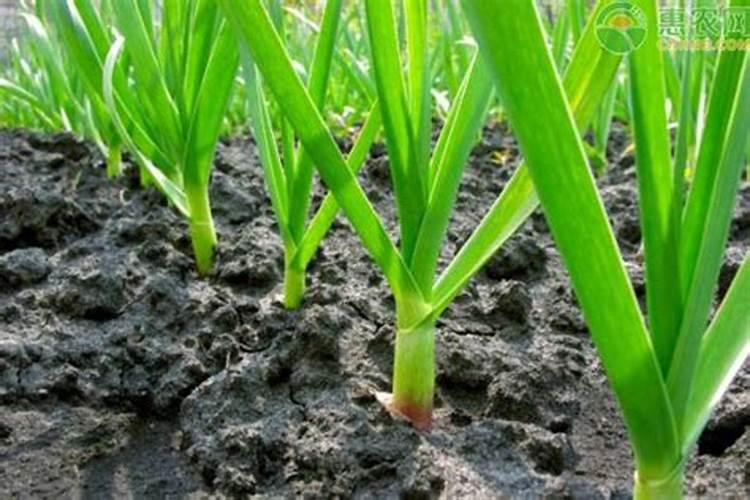 蒜苗发芽多久施肥 蒜苗发芽后何时施肥最合适
