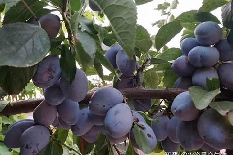 甜瓜授粉15天后冲平衡肥还是高钾肥好？