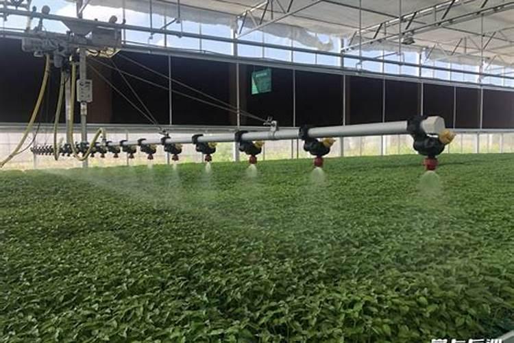 水溶肥中的钾肥是什么原料