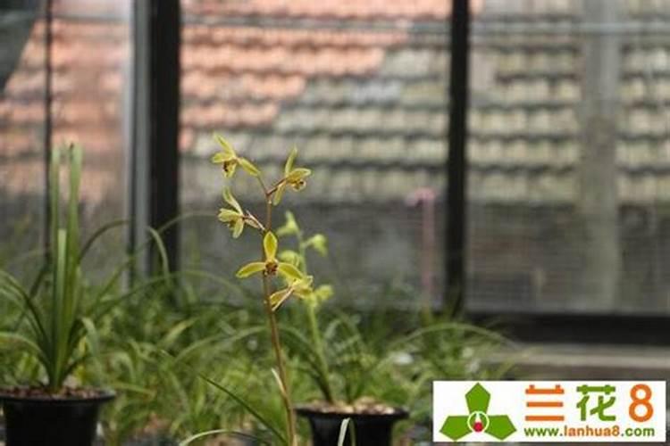 氮肥不兑水,直接埋土里行吗