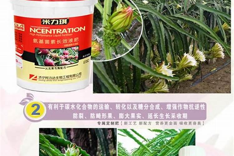 火龙果施什么肥火龙果怎么施肥