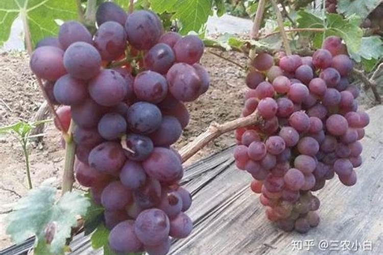 五月份移栽的茶叶苗如何施肥,锄草正确