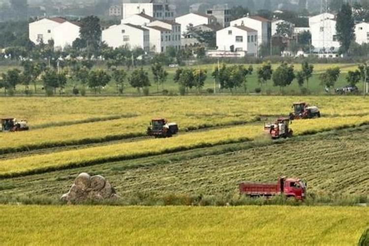 释迦果树开花前打什药最好