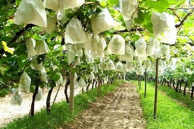 甲维盐不能和什么混配