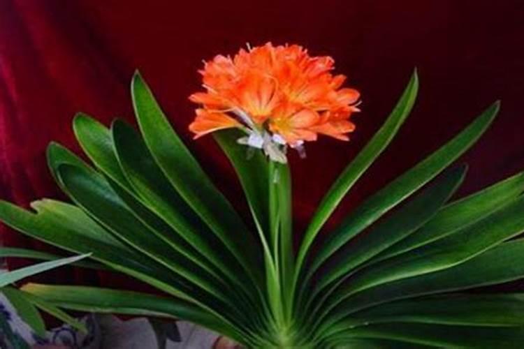 高氯吡虫啉阿维吡唑醚菌酯芸苔素混在一起能打辣椒吗