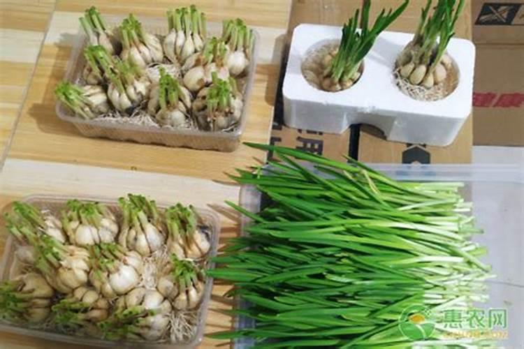 大蒜返青期怎么管理 大蒜养殖注意事项