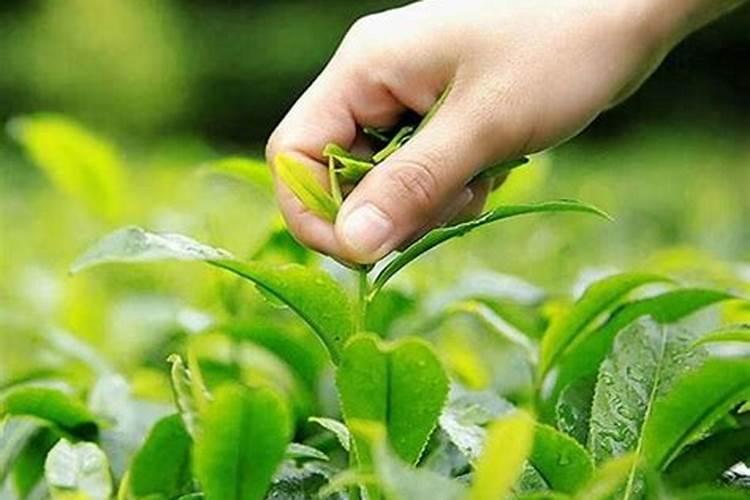 k2o是什么元素肥料 钾肥对植物生长有什么影响