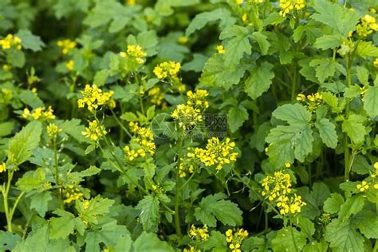 柑橘黄叶病要哪种肥料最好