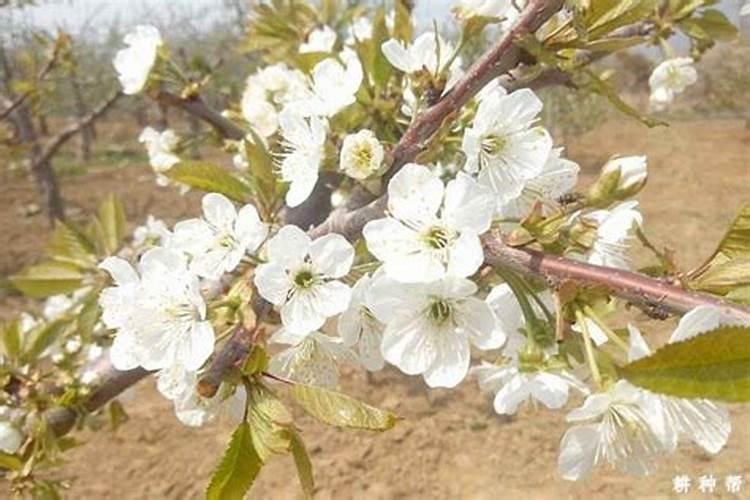 棉花收获时该怎样去避免尘土混入？有什么办法？