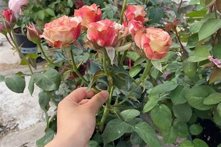 求助施肥问题 月季 施二铵行吗 怎么施发