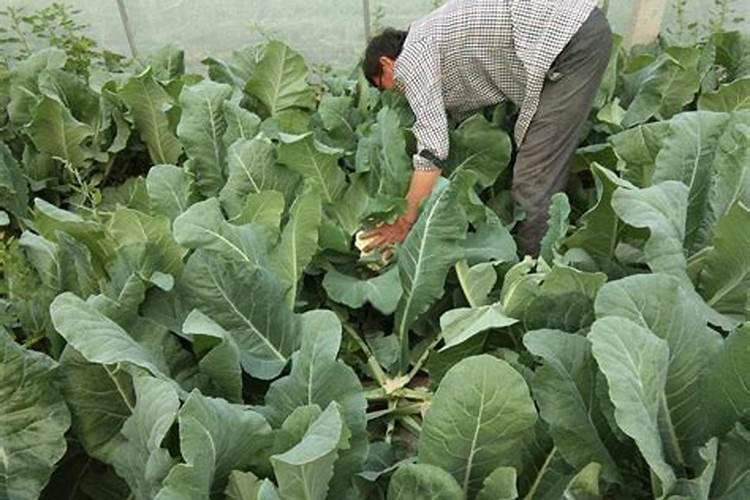 花菜施肥的技术 菜花上什么肥料好