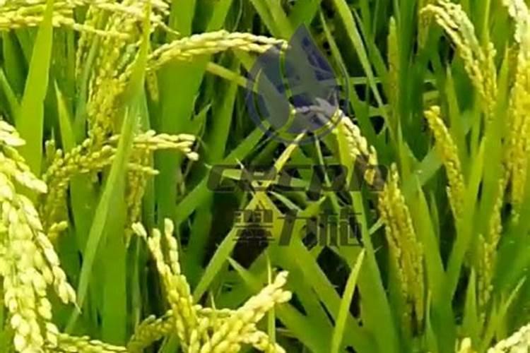 阿维菌素噻唑膦能与磷酸二氢钾一起使用吗？