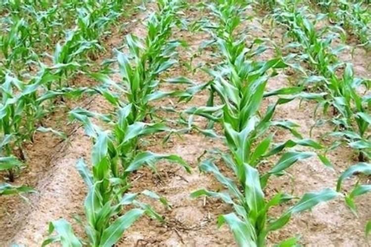 在柠檬树开花的时候,可以用磷酸二氢钾做肥料吗？