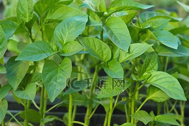 磷肥对植物的作用