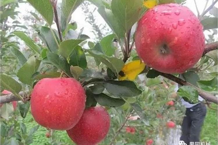 肥城有古代遗址吗