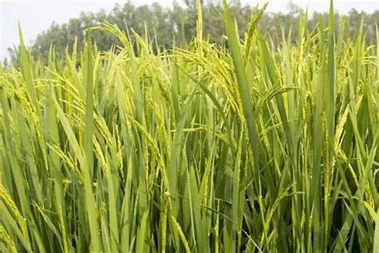 钾盐是什么东西