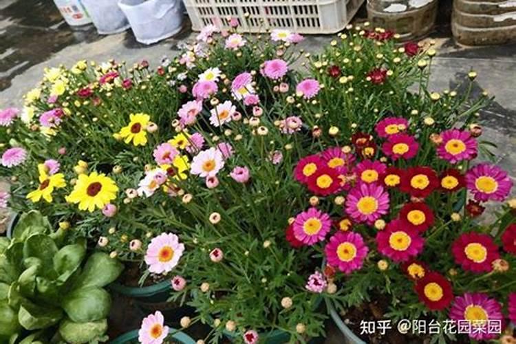 养花的通用肥料有哪些  茂培和磷酸二氢钾的区别