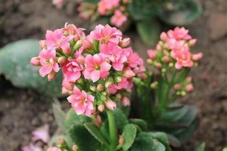 长寿花开花期间怎么施肥花卉百科