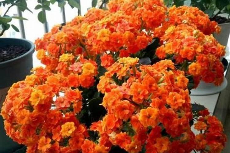 长寿花的养殖方法和注意事项[手把手教你养殖长寿花]