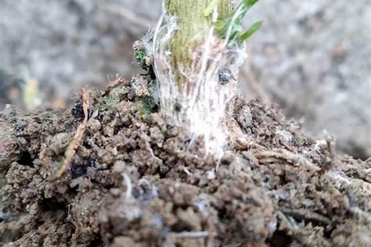 硅肥为何要禁止使用