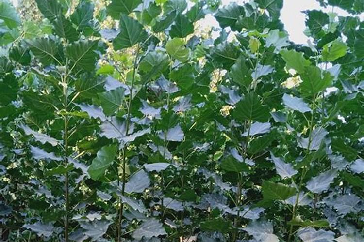 如何给杨树追肥