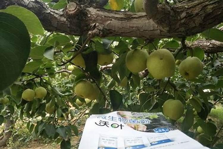 小麦追肥用什么肥料好