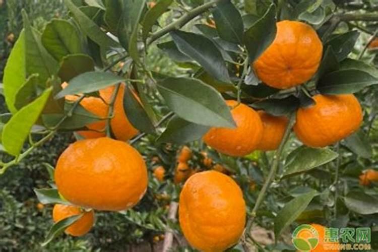 葡萄浇水的正确方法